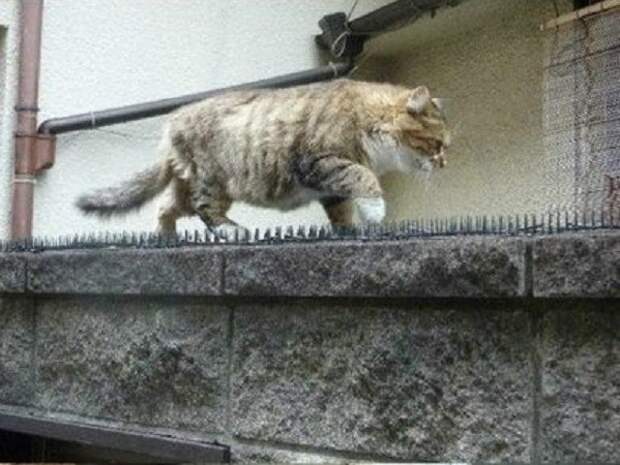 Да что вы знаете про любовь?  кот, кошка, любовь