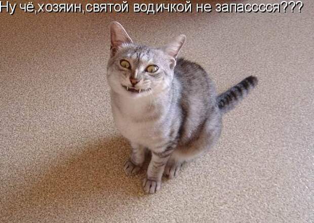Кото матрица 7