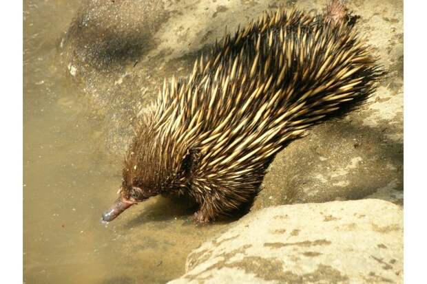 Несмотря на свое неуклюжее, покрытое иголками тело, распространенные в Австралии, Тасмании и Новой Гвинее ехидны хорошо плавают