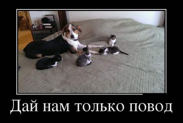 Демотиваторы демотиваторы, прикол, смех, юмор