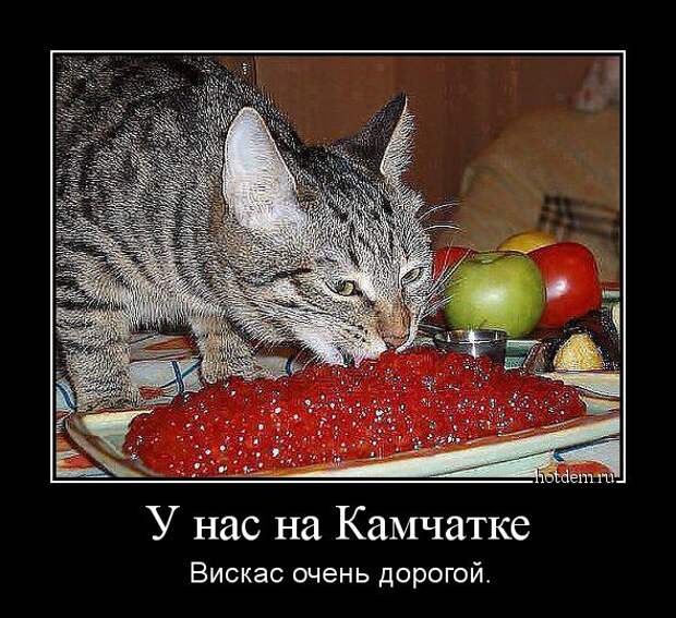 Демотиваторы  демотиваторы, прикол, смех, юмор