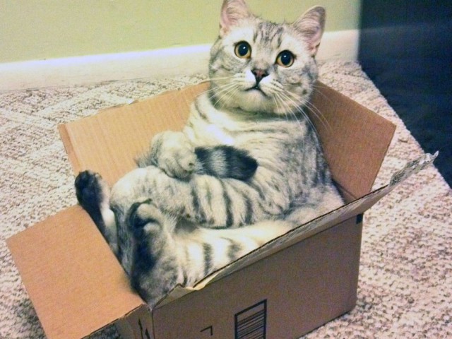 16 мест, в которых неожиданно можно обнаружить котэ коты, любимчики, прикол, юмор