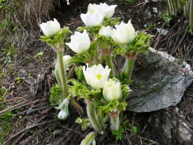 Прострел горный (Pulsatilla montana)