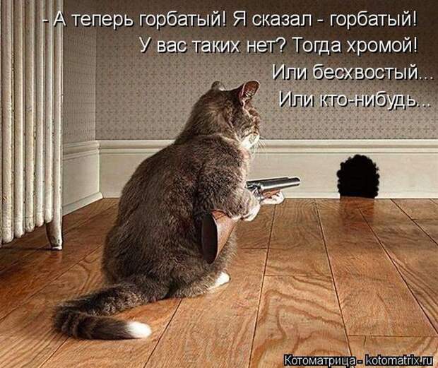 Лучшие котоматрицы недели (50 фото)
