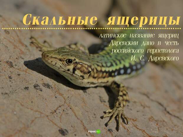 Мужики не нужны: 10 примеров из живой природы Зачатие, без самцов, живая природа, партеногенез, потомство