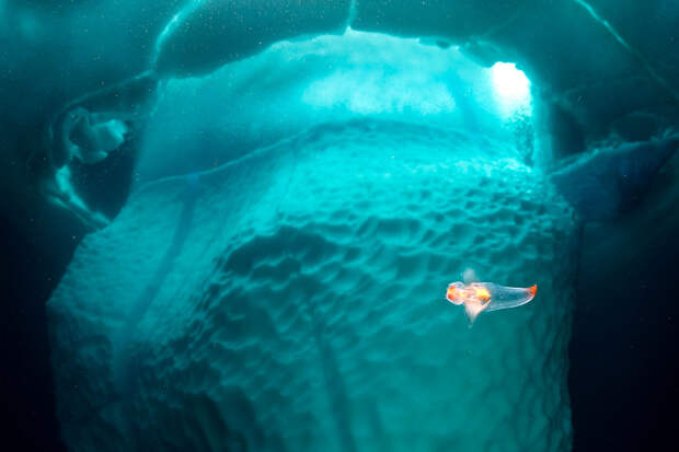 Stunning photos show ice dive beneath giant iceberg