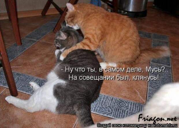Котоматрица про Любовь