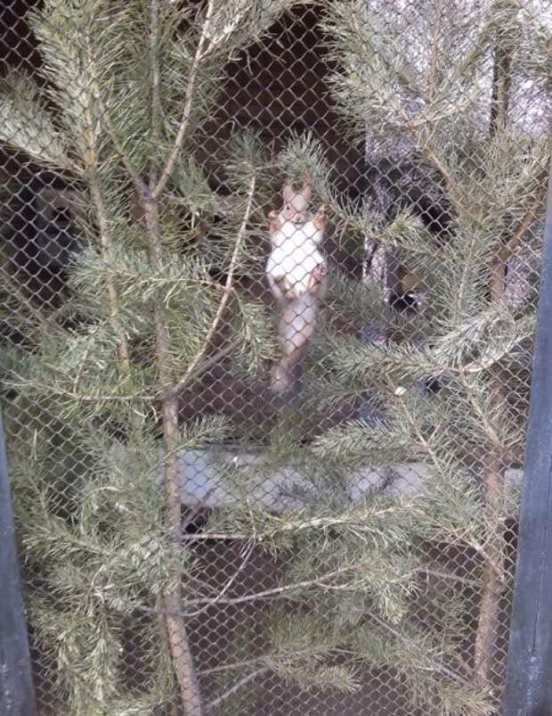 Животные прикольные, живут и не парятся.