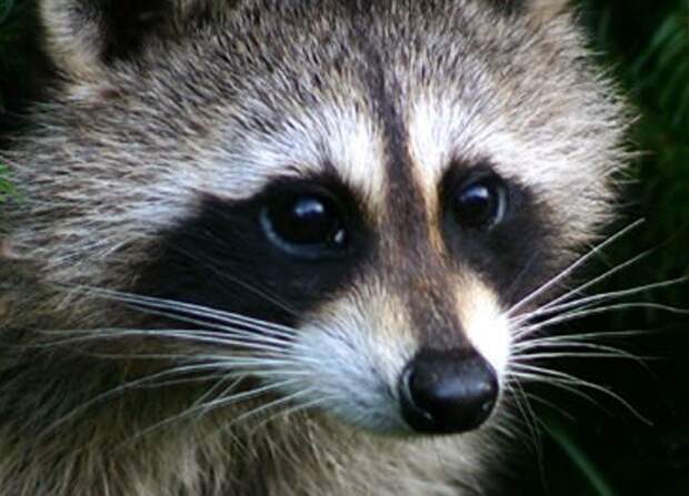 http://media.nn.ru/data/forum/files/2014-02/87427735-racoon2_762554.jpg
