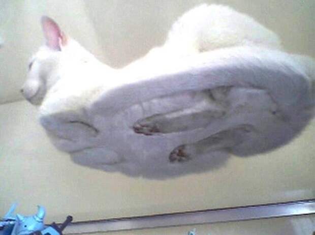 кошка сидит на стеклянном столике 