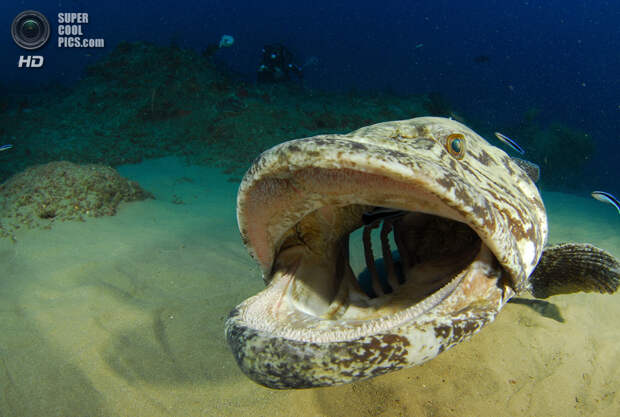 Категория: Wide-angle/Marine Life. 3 место. (Valda Fraser/UnderwaterPhotography.com)