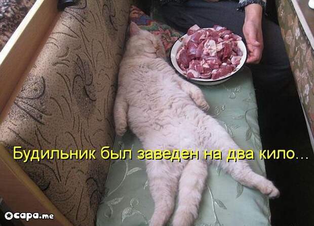 Позитивные котэ (29.05.15)