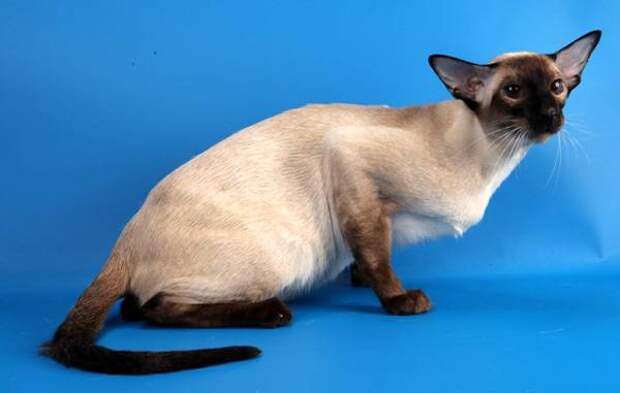 Сиамская кошка, фото породы кошек фотография