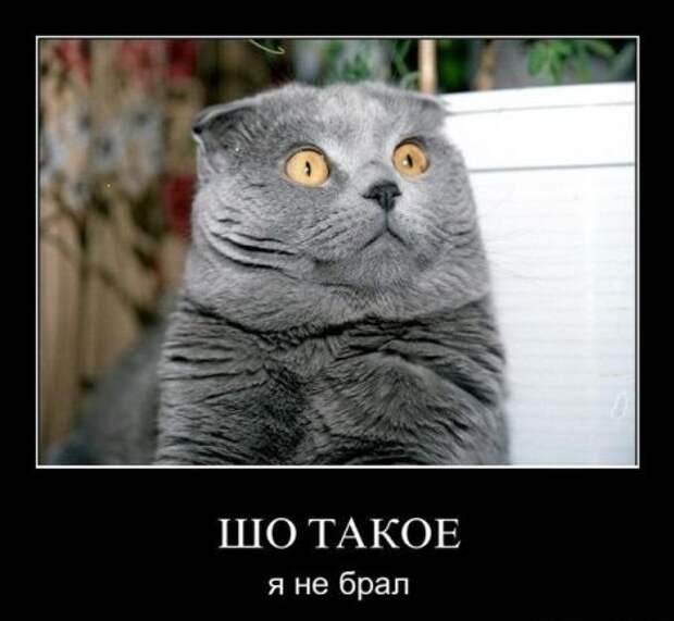 Демотиватоы любой день прикольным сделают.