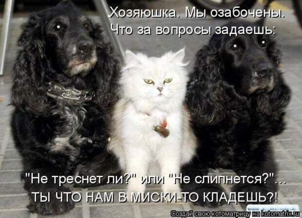 Лучшие котоматрицы недели