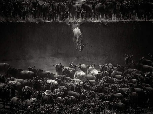 Лучшие фотографии National Geographic ноября 2014