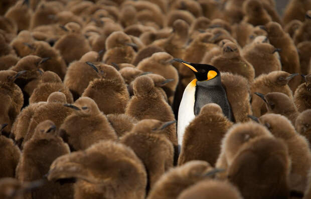 penguin-awareness-day-photography-4