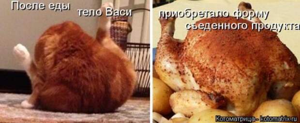 Свежая котоматрица на Бугаге (27 фото)