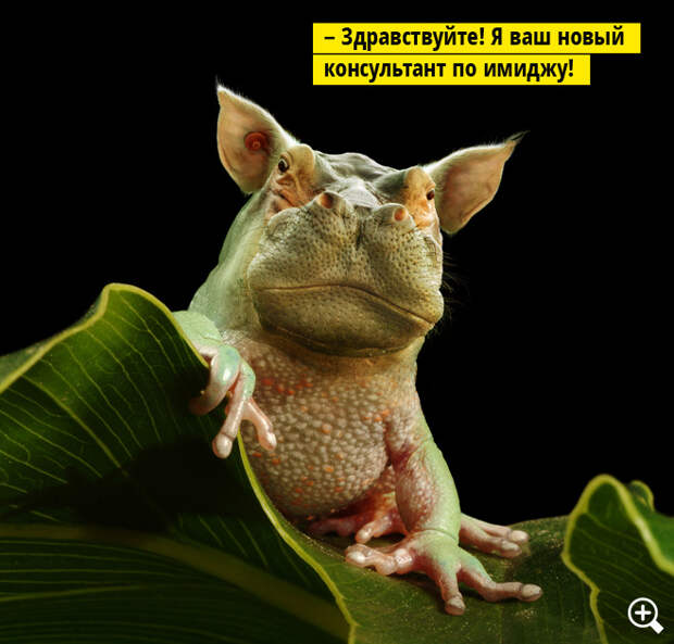 Широкопастный жукохват Широкопастный жукохват