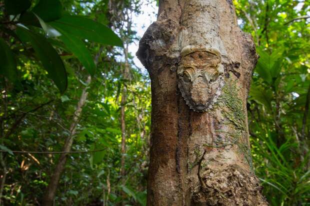 Mandatory Credit: Photo by Sam Rowley/Solent News/REX Shutterstock (5145992e) Gecko camouflaged against a tree Gecko appears to be grinning, Nosy Mangabe Island, Africa - Sep 2015 *Full story: http://www.rexfeatures.com/nanolink/r3uh A sneaky gecko tries to hide itself with camouflage against a tree - only to jump up and do its best impression of Kermit the Frog. The foot-long creature cleverly disguises itself to warn off predators in the shape of Coua birds circling in the tree tops. However, upon realising its veil has been broken, the large gecko soon reveals itself to be a comedy character. Cheekily, it hangs from a branch of the tree before revealing a large grin much like the infamous Muppet creation. Photographer Sam Rowley, a third-year biology student at Bristol University, spotted the gecko on a trip to Nosy Mangabe Island just off the coast of Madagascar in Africa. The 20-year-old Londoner said: "They are usually only a few metres off the ground on a trunk, making it easier to spot. "Nosy Mangabe is the best place to see them as there are fewer predatory couas, a large species of bird, present. You need a lot of luck.