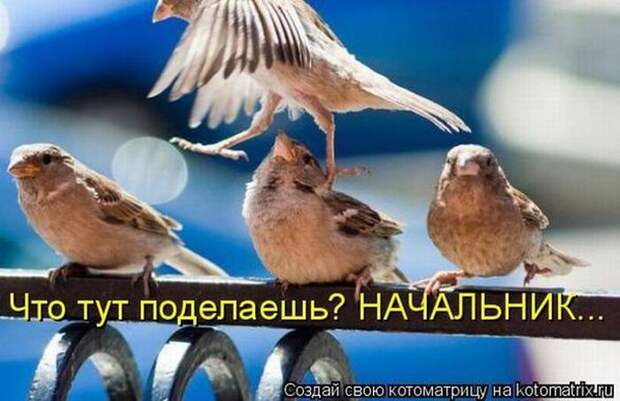 Мысли вслух :)