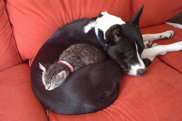25-Gatos-aprovechandose-de-sus-amigos-peludos-10
