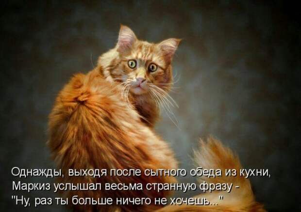 животные