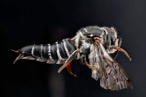 Coelioxys sayi