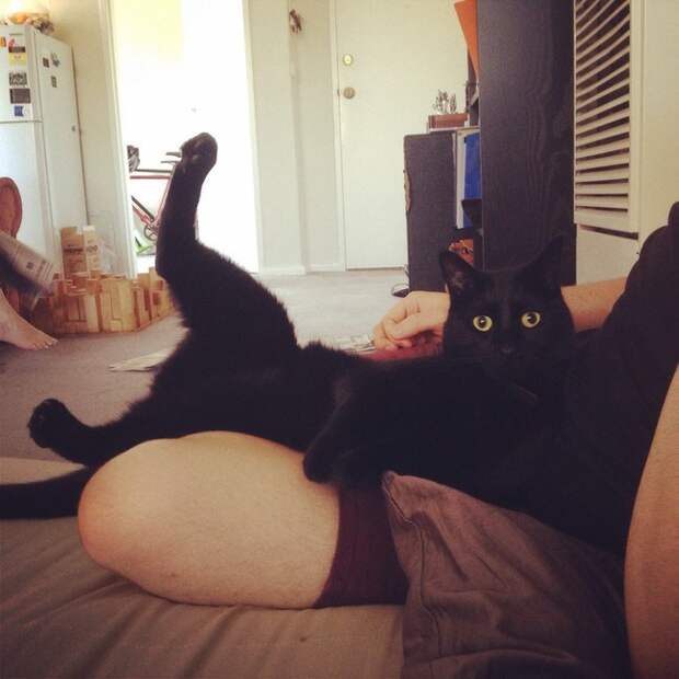 кошка на коленях