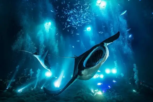 ����������: 