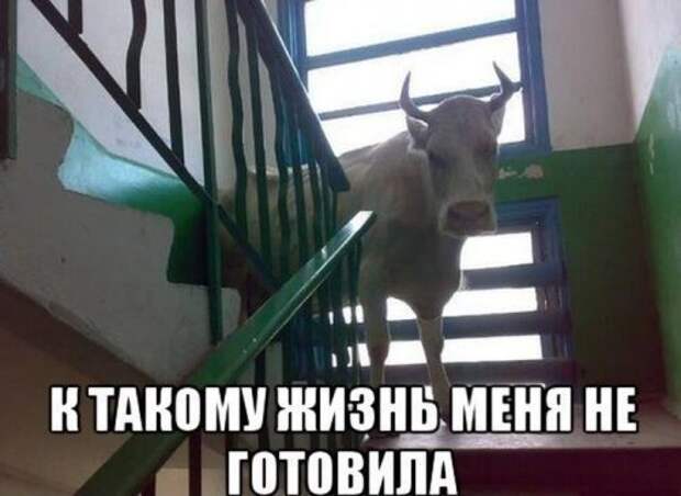 Прикольные картинки (35 шт)