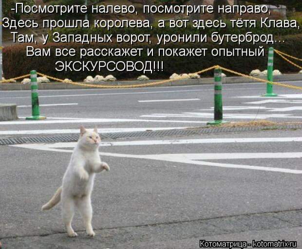 Клёвые отрывные котоматрицы (30 фото)