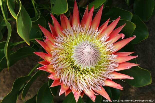 019 (700x466, 258Kb)