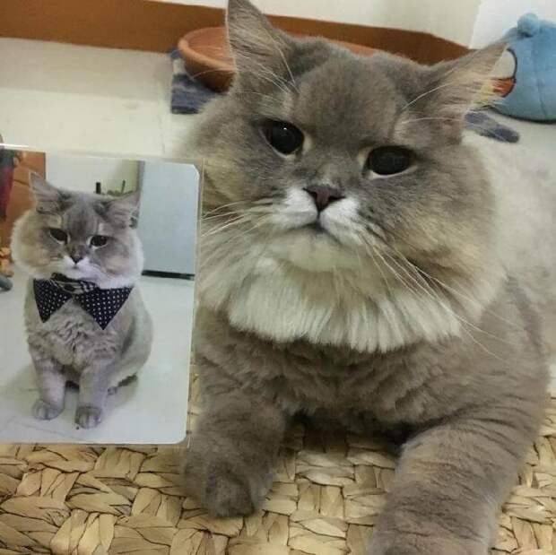 Популярнейший кот в Тайланде! Встречайте – Бон-Бон