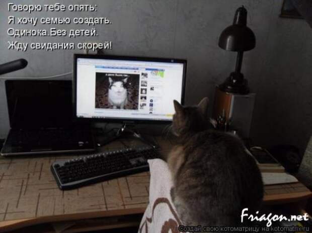 Котоматрица про Любовь