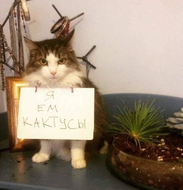 Пользователи рассказали, в чем провинились их коты (15 фото)