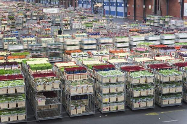 Цветочный аукцион FloraHolland в Голландии (14 фото)