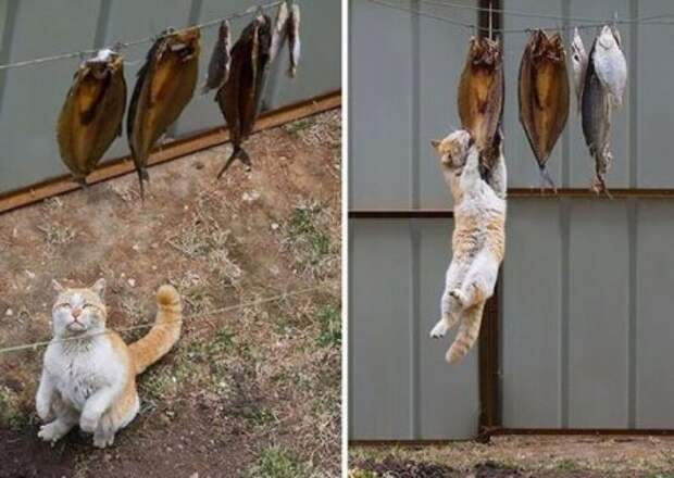 Котэ пойманы с поличным