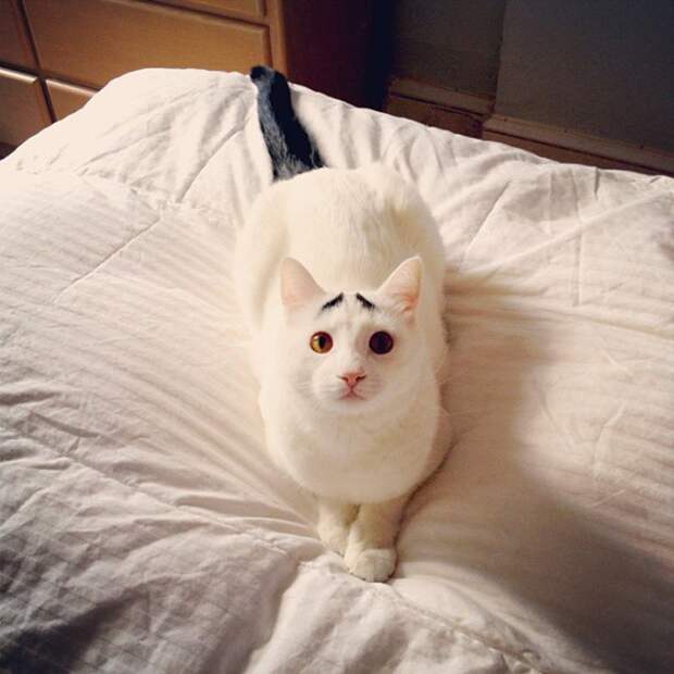 Кошки, над окрасом которых природа постаралась Кошки, над окрасом которых природа постаралась кошки, необычный окрас