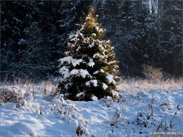 Рождественская история - в лесу родилась елочка