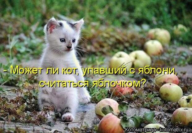 Лучшие котоматрицы недели