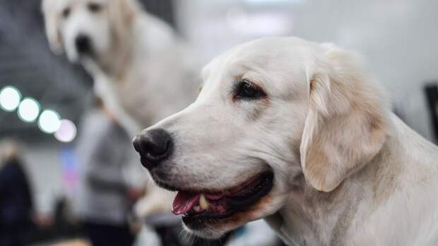 Кинолог Уражевский: игрушки и радио помогут собаке успокоиться в отсутствие хозяина