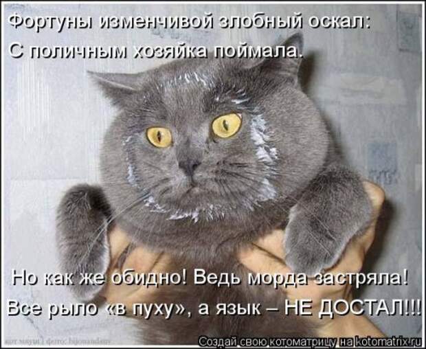 Свежая котоматрица для хорошего настроения (31 фото)