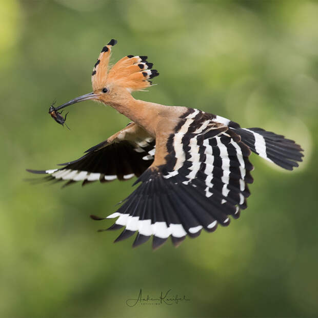 Фантастические снимки птиц Германии от Анке Кнайфель