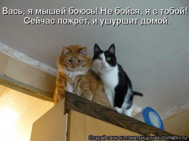Ходячие котоматрицы. Няшные котейки Ходячие котоматрицы. Няшные котейки