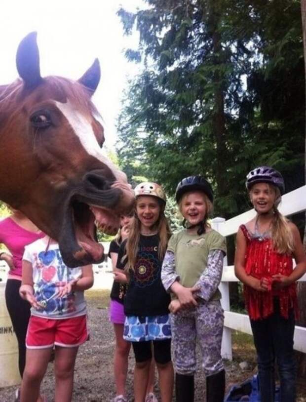 Прикольные фотобомбы с животными (18 шт)