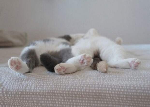 cat17