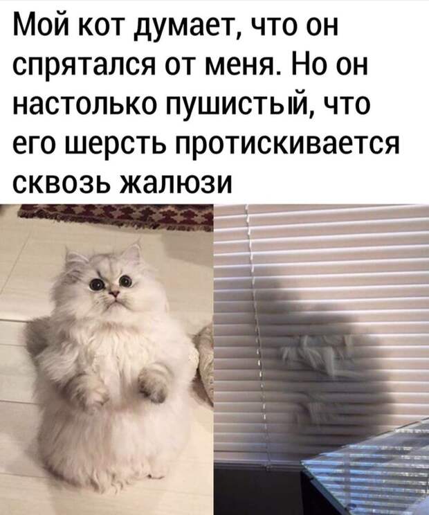Пушистость Пушистость