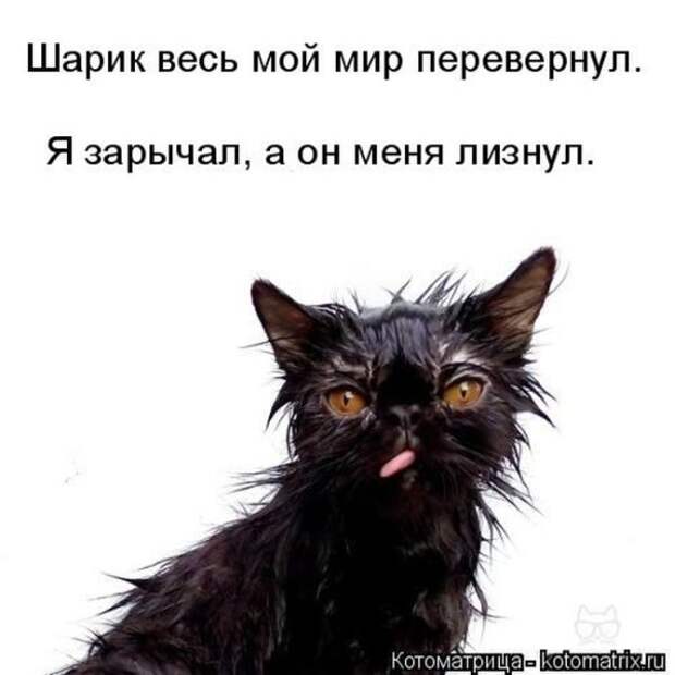 Лучшие котоматрицы недели