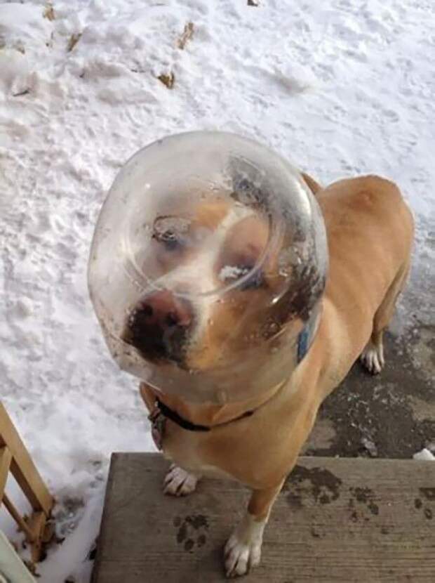 S проснулся и увидел это Люди делятся смешными и милыми фото своих животных